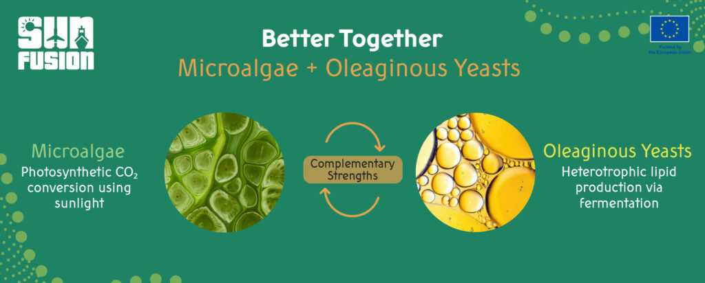 Better Together microalgae and yeasts